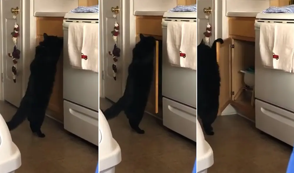 Desliza las imágenes para ver más detalles sobre esta curiosa escena que es viral en redes sociales. Foto: captura de YouTube Desliza las imágenes para ver más detalles sobre esta curiosa escena que es viral en redes sociales. Foto: captura de YouTube