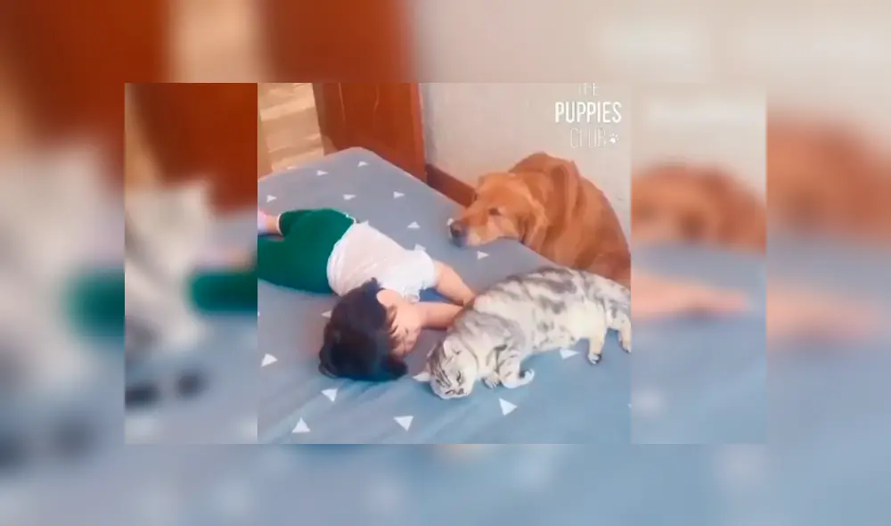 En Facebook, una madre quiso que sus mascotas cuiden por unos minutos a su hija y se llevó tremenda sorpresa.