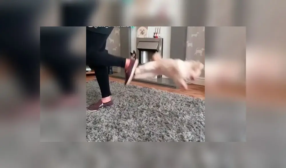 Desliza las imágenes para ver la curiosa escena que protagonizó un perro bebé con su dueña en pleno reto de baile. Foto: thetrickstarsuk Desliza las imágenes para ver la curiosa escena que protagonizó un perro bebé con su dueña en pleno reto de baile. Foto: thetrickstarsuk