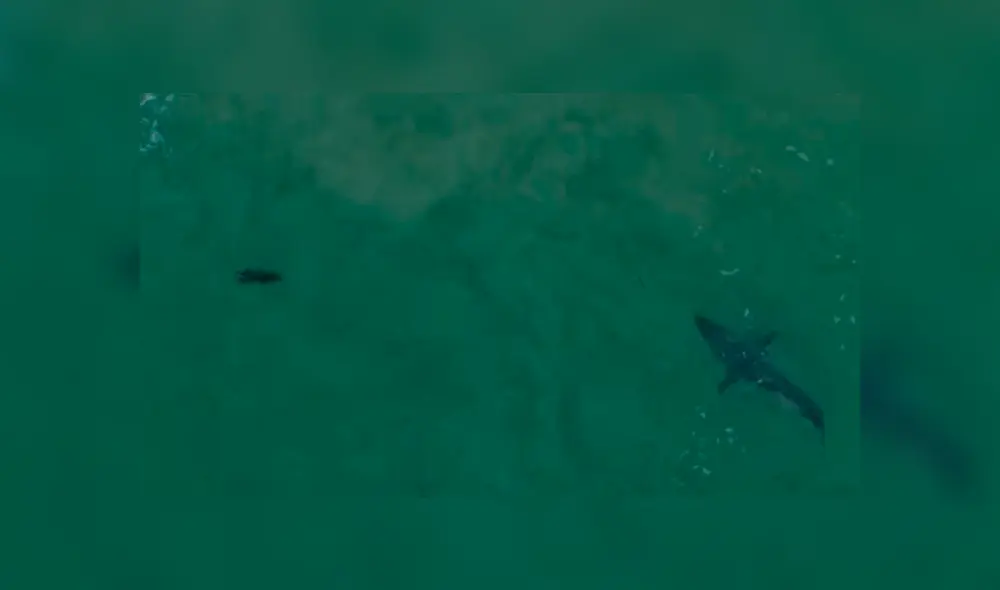 Las imágenes del impactante encuentro captado desde un dron sorprendieron a miles de internautas