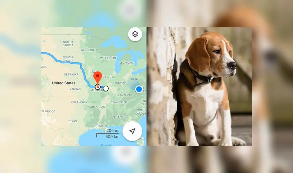 Desliza a la izquierda para ver esta tierna historia. Foto: Captura