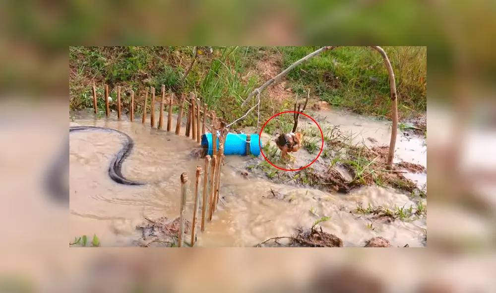 Facebook: Granjero detuvo a anaconda que se iba a devorar un pollo con increíble truco
