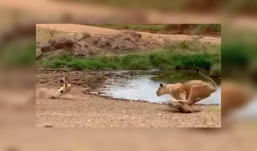 Desliza hacia la izquierda para ver el momento en que la leona ataca  gacela, escena que es viral en YouTube.