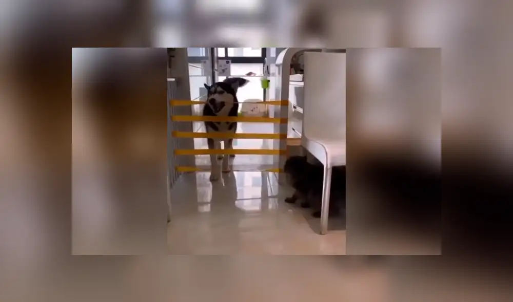 Desliza las imágenes para conocer la travesura que cometió un perro al arruinar un juego que creó su dueño. Foto: Captura. Desliza las imágenes para conocer la travesura que cometió un perro al arruinar un juego que creó su dueño. Foto: Captura.