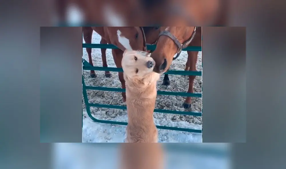 Desliza las imágenes para ver la emotiva escena que protagonizó un perro con sus amigos equinos. Foto: Storyful Rights Management Desliza las imágenes para ver la emotiva escena que protagonizó un perro con sus amigos equinos. Foto: Storyful Rights Management