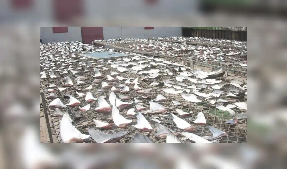 En el Día Mundial del Medio Ambiente, aún se sigue combatiendo la pesca ilegal y tráfico de madera. En el Día Mundial del Medio Ambiente, aún se sigue combatiendo la pesca ilegal y tráfico de madera.