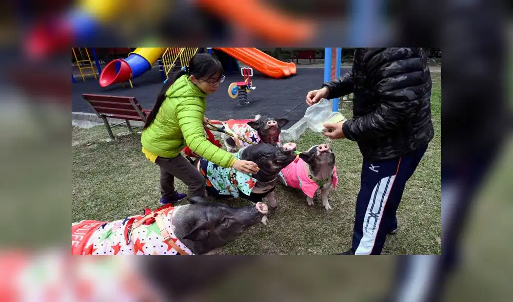 Año Nuevo Chino 2019: así se vive el festejo mundial del Año del Cerdo  [VIDEO]