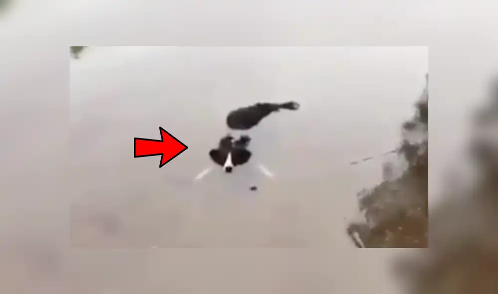 Facebook viral: encuentra su perro 'muerto ahogado' en el río, pero descubre la verdad [VIDEO]