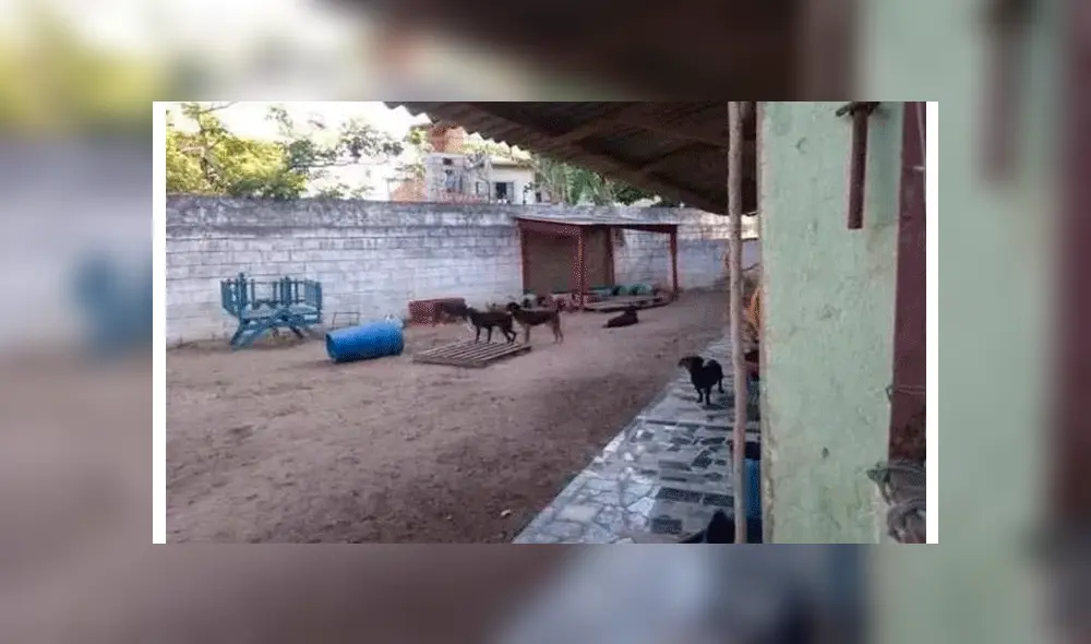 ‘Choricanes’: polémica por viral que asegura que los embutidos son de carne de perro [FOTOS]