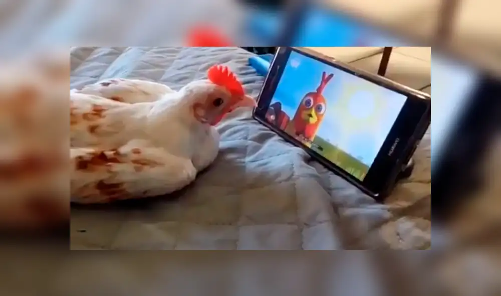 Facebook viral: Ingresa al cuarto de su hijo y lo pilla viendo caricaturas con su gallina [VIDEO]