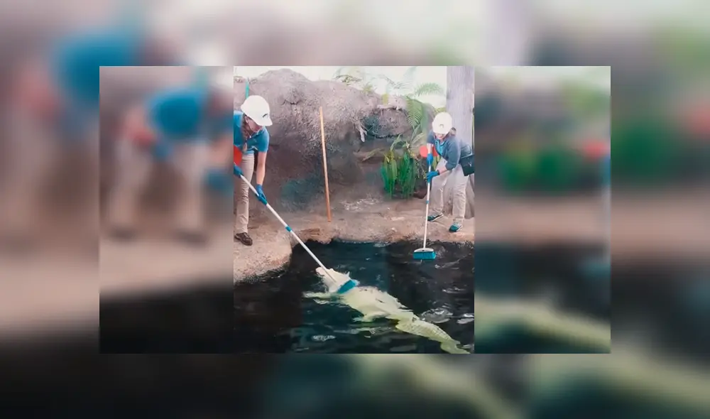 En YouTube, una joven cuidadora aseó a un peligroso cocodrilo y se sorprendió al notar su reacción. En YouTube, una joven cuidadora aseó a un peligroso cocodrilo y se sorprendió al notar su reacción.