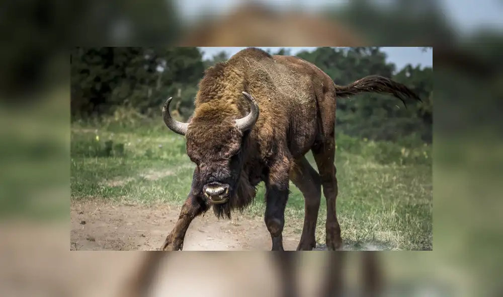 Este no sería el primer caso, en el mes de mayo una mujer de 72 años fue herida por un bisonte tras acercarse demasiado. Foto: referencial. Este no sería el primer caso, en el mes de mayo una mujer de 72 años fue herida por un bisonte tras acercarse demasiado. Foto: referencial.