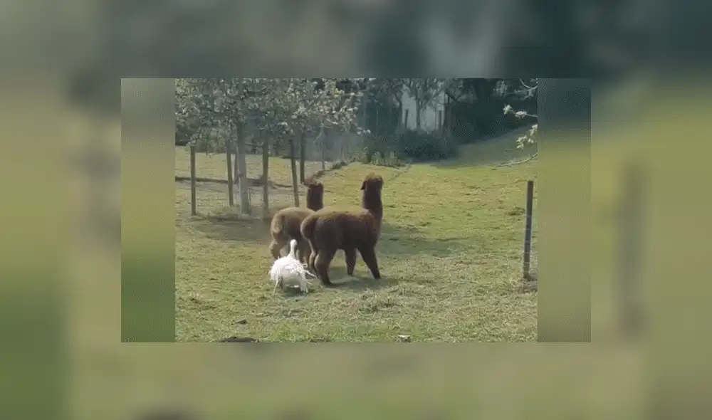 YouTube viral: Ganso irrumpe pelea de llamas y les da severa lección [VIDEO] 