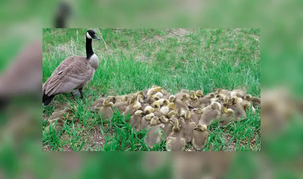 En total, la gansa cuidaba de 47 polluelos. Foto: Mike Digout / Facebook.