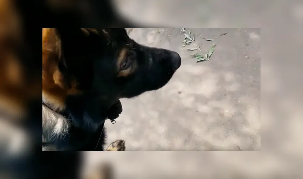 Facebook viral: perro ingresa a zoológico y se encuentra con hambriento puma [VIDEO]