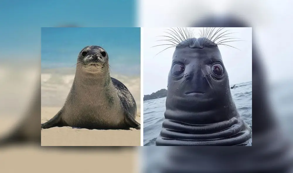 Desliza para descubrir por qué los 'tuiteros' no pueden dejar de reír ante foto de una foca mirando hacia arriba. Foto: Captura. Desliza para descubrir por qué los 'tuiteros' no pueden dejar de reír ante foto de una foca mirando hacia arriba. Foto: Captura.