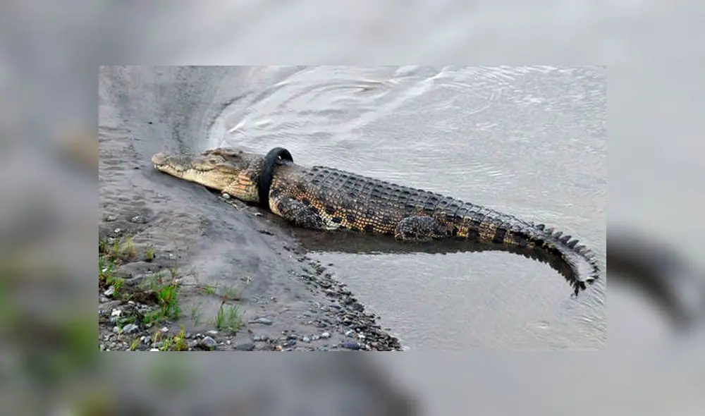 Conocido conductor intentará quitarle un neumático a cocodrilo [VIDEO]
