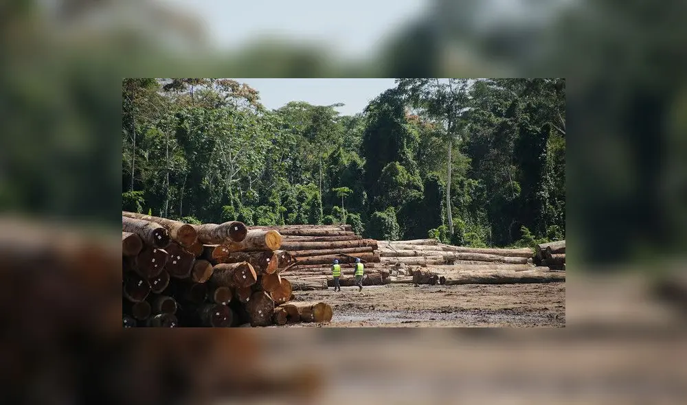 La trazabilidad de la madera: herramienta de bienestar económico, ambiental y social La trazabilidad de la madera: herramienta de bienestar económico, ambiental y social