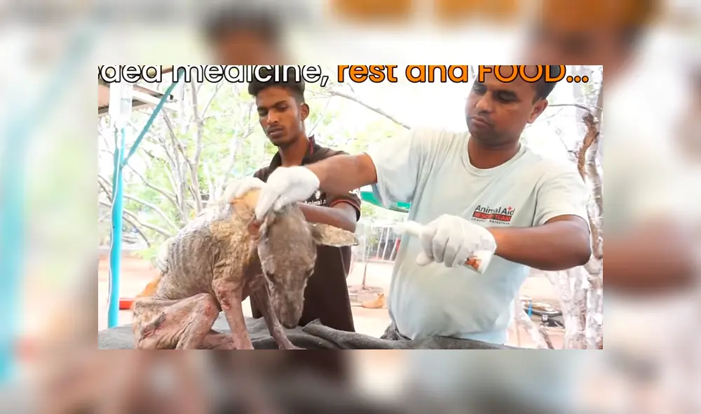 Un video viral de Facebook registró la radical evolución de un perro callejero que fue llevado a un veterinario.