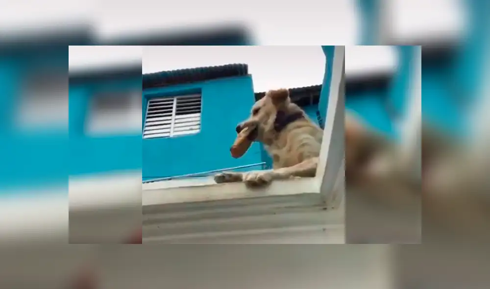 Desliza las imágenes hacia la izquierda para observar la travesura que cometió un perro ante un descuido de su dueño. Desliza las imágenes hacia la izquierda para observar la travesura que cometió un perro ante un descuido de su dueño.