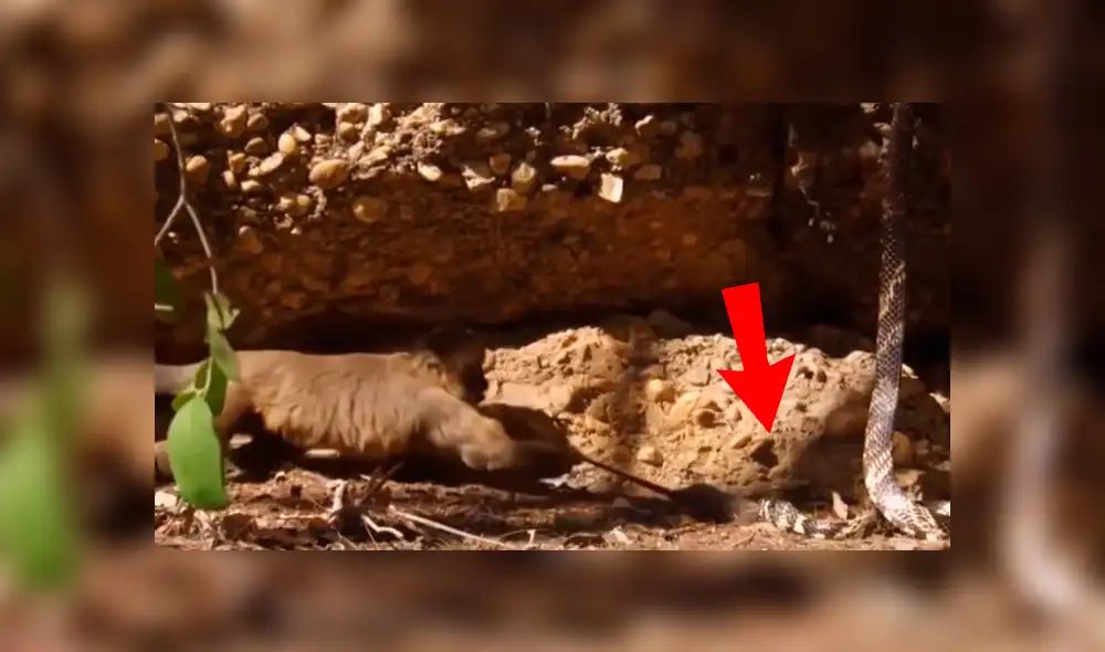 YouTube viral: valiente mono 'salva' a ratón que iba a ser comido por venenosa serpiente [VIDEO]