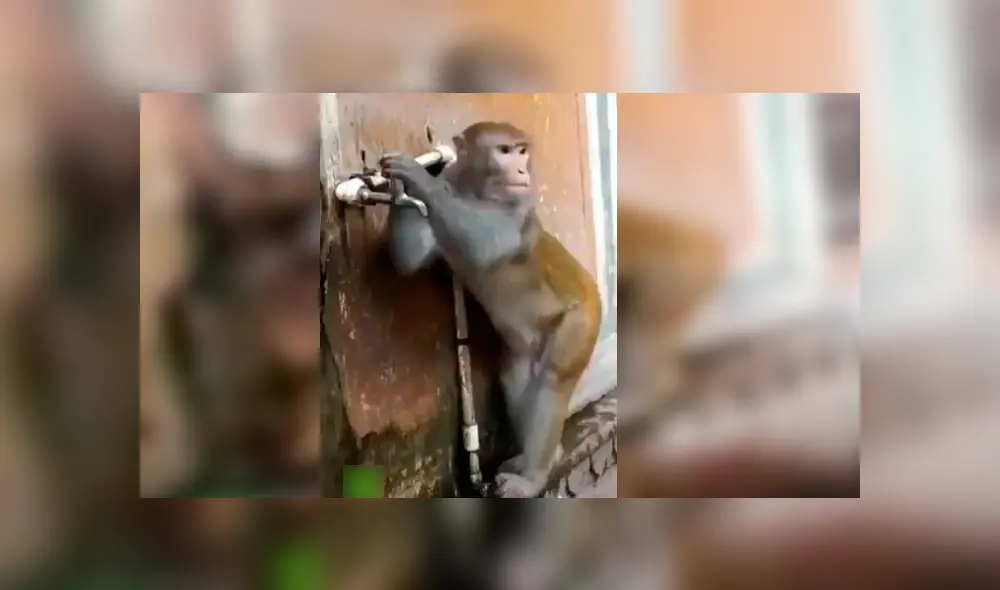 Vía Facebook. La increíble conducta del mono fue catalogada como una gran lección para los humanos