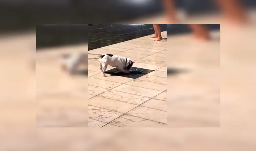 Facebook viral: pequeño perro no soportó la ola de calor y se dio tremendo 'chapuzón' en pileta [VIDEO] 