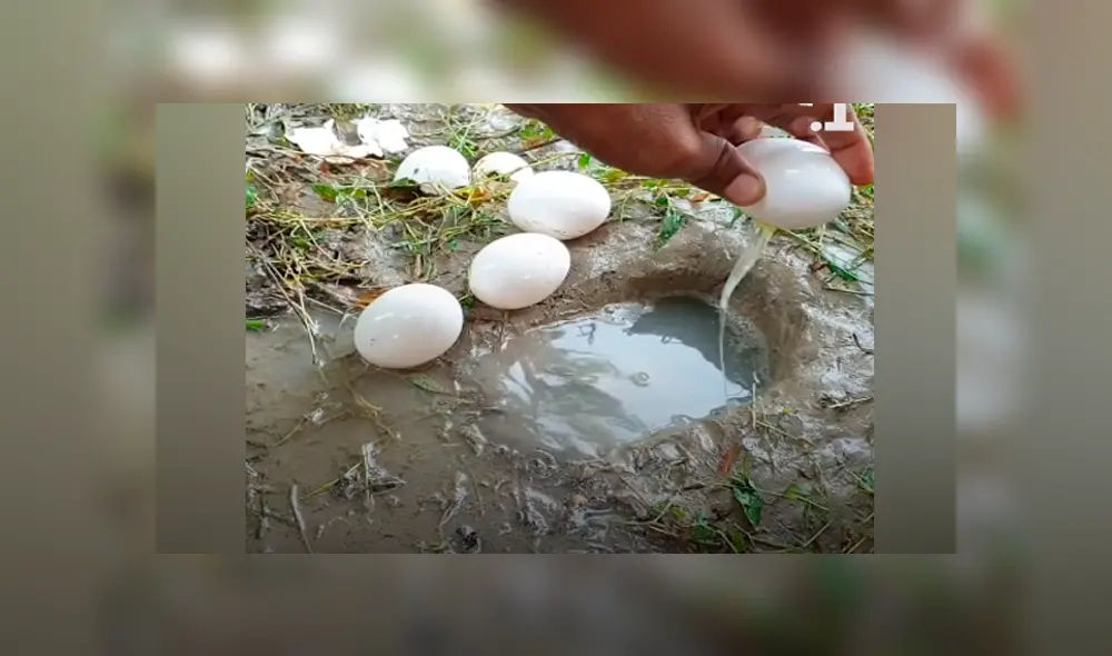 Desliza hacia la izquierda para ver los peces que aparecen en el video viral de Facebook.