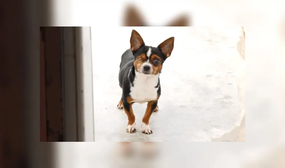 Uno de los perros no tenía un ojo, evidencia del maltrato que sufrían en el hacinamiento. (Foto: Policía Local Málaga)