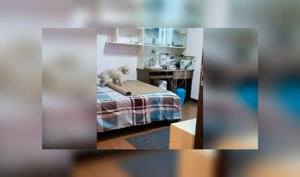 Desliza las imágenes para descubrir la travesura que cometió un perro durante la ausencia de su dueña.
