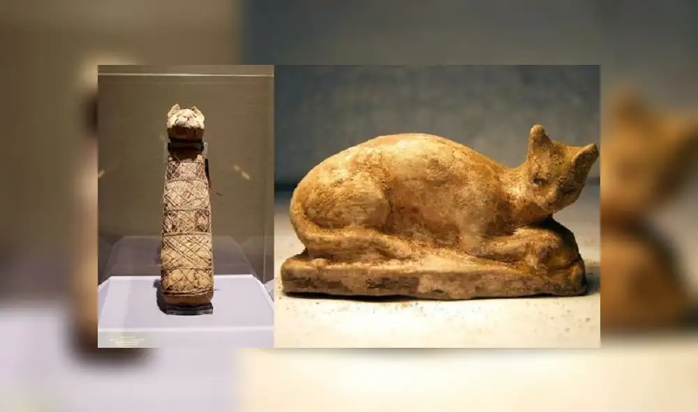 La momia está conservada en el Museo de Bellas Artes de Rennes. La momia está conservada en el Museo de Bellas Artes de Rennes.