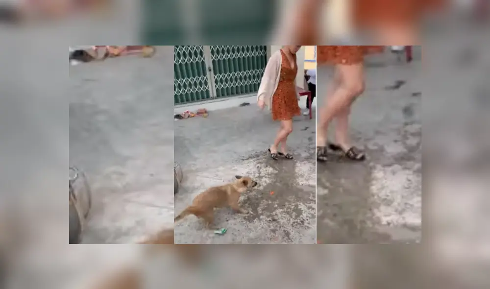 Video es viral en TikTok. El can quería obtener la atención de la mujer y usó una singular estrategia para que ella le haga caso. Fotocaptura: YouTube