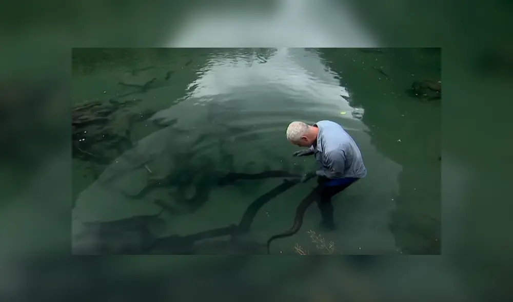 Un video viral de YouTube registró el momento en que un pescador retiró del agua a una peligrosa criatura. Un video viral de YouTube registró el momento en que un pescador retiró del agua a una peligrosa criatura.