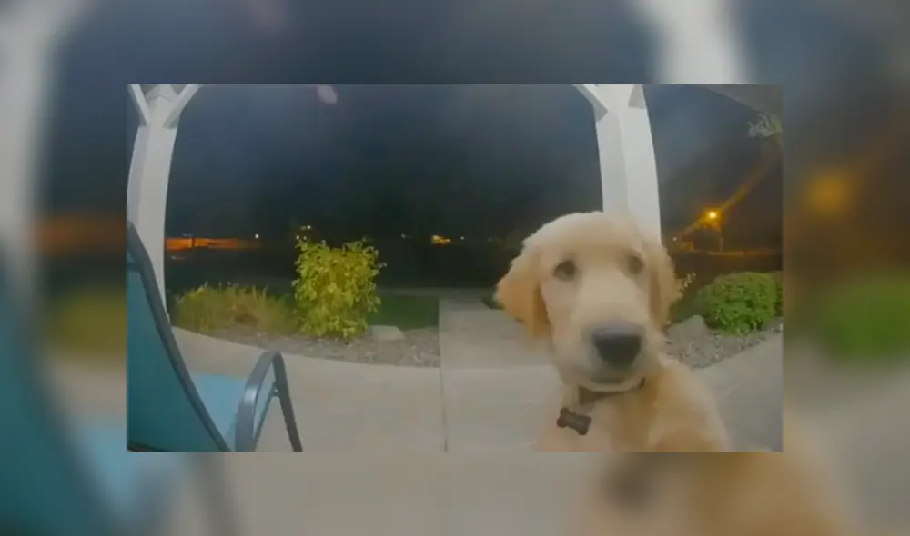 Desliza hacia la izquierda para ver las imágenes del perro que se hizo viral en Facebook. Desliza hacia la izquierda para ver las imágenes del perro que se hizo viral en Facebook.