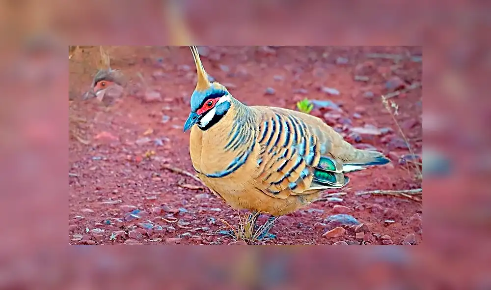 YouTube viral: conoce las siete palomas más extrañas del mundo