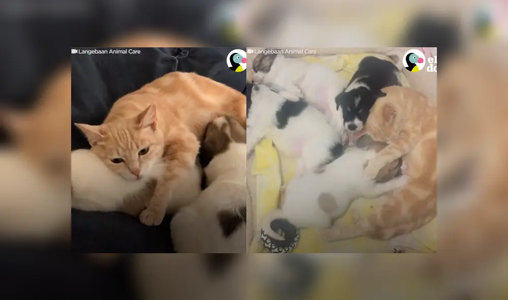 Desliza a la izquierda para ver el gesto que enterneció a los usuarios de Facebook. Foto: Captura Dodo. Desliza a la izquierda para ver el gesto que enterneció a los usuarios de Facebook. Foto: Captura Dodo.