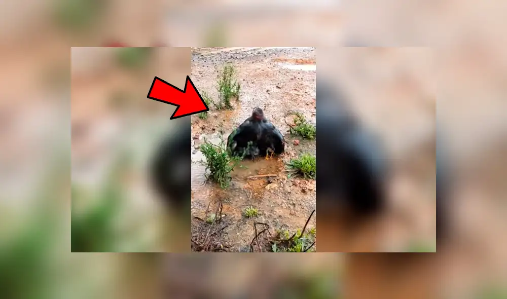 Facebook viral: se topa con peculiar ‘criatura’ alada, se acerca y descubre tierna escena que conmueve a miles Facebook viral: se topa con peculiar ‘criatura’ alada, se acerca y descubre tierna escena que conmueve a miles