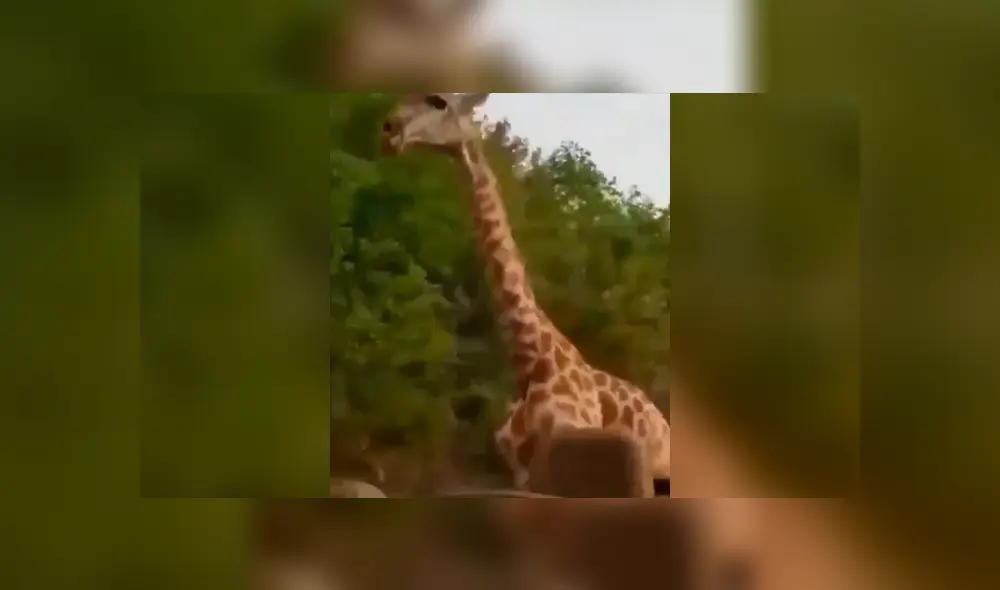 Desliza la imagen de Facebook para ver la feroz persecución. Foto: SudhaRamenIFS/Twitter