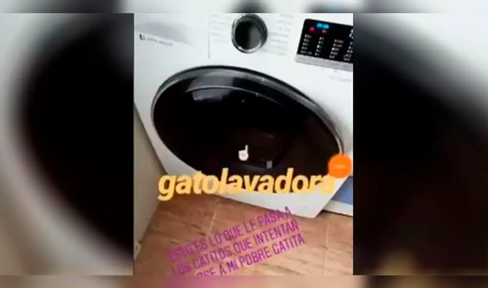 En Instagram grabó asesinato de gato en lavadora y la sanción es contundente [VIDEO] 
