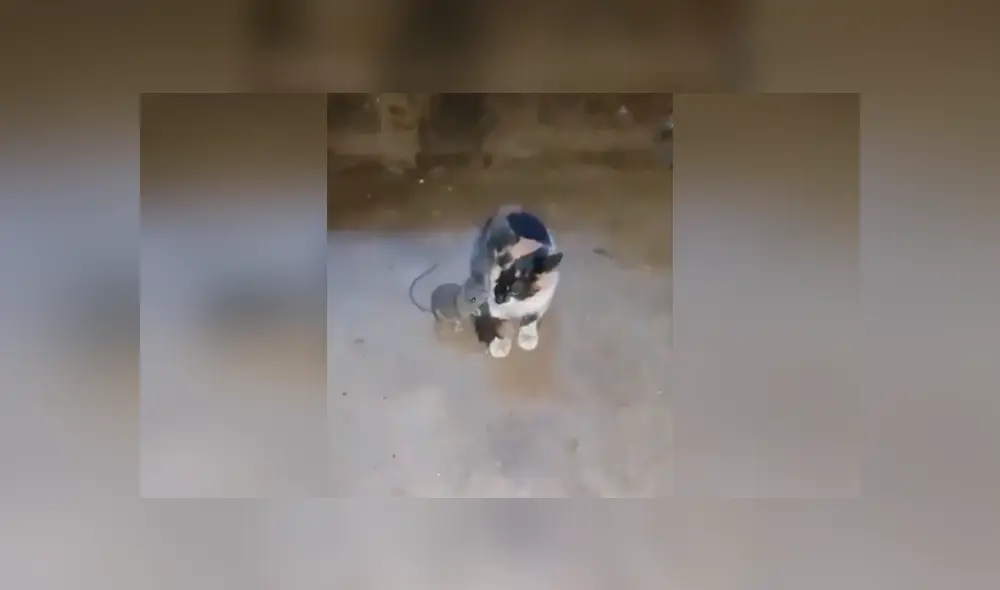 Desliza las imágenes hacia la izquierda para conocer la actitud de un gato al tener enfrente a un ratón. Foto: Captura.