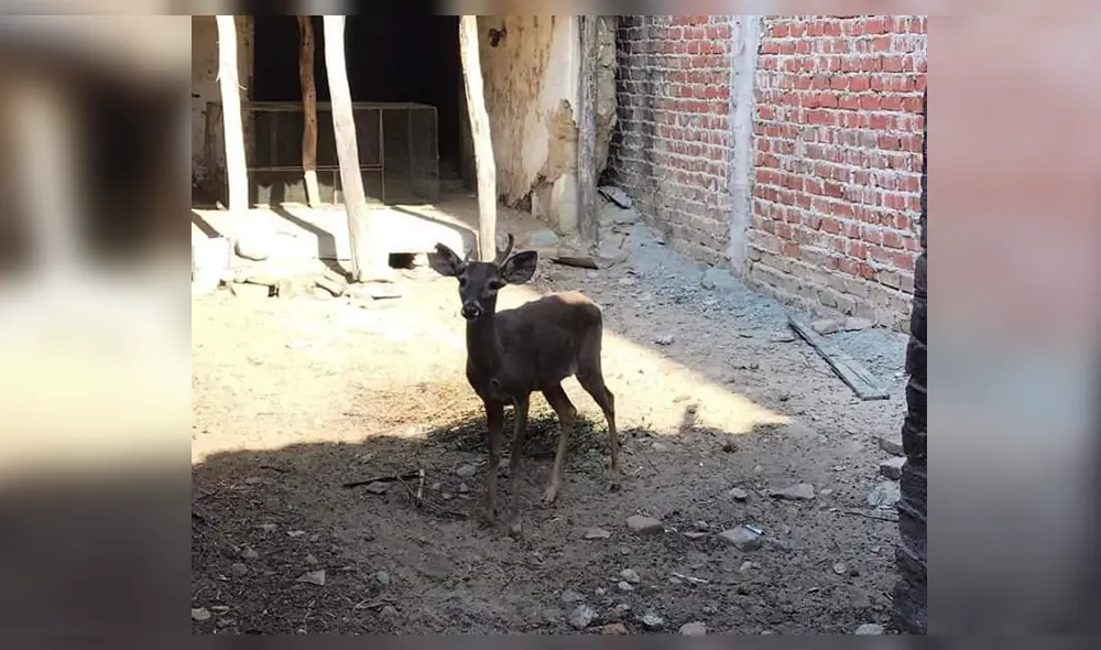 Especie se recupera satisfactoriamente en zoológico.