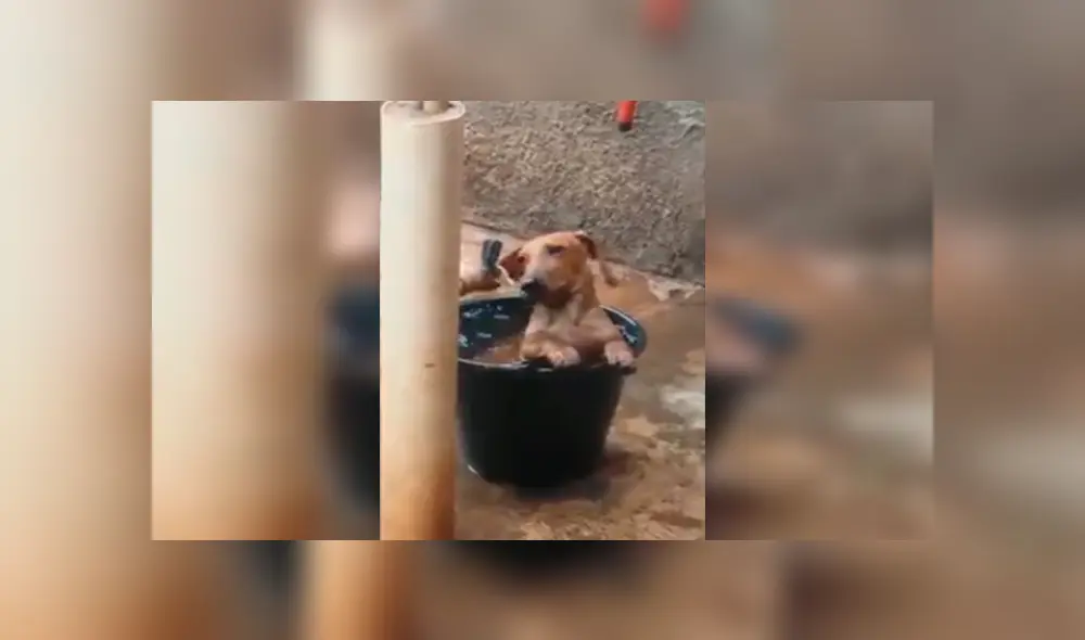 En Facebook, un perro aprovechó la ausencia de sus dueños para cometer sus travesuras en casa.