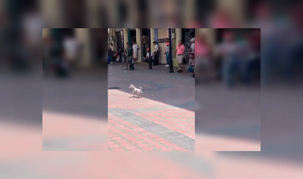 Desliza las imágenes hacia la izquierda para observar la entusiasmada actitud de un perro al jugar con burbujas en la calle.