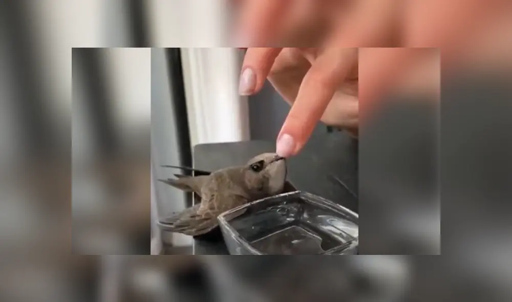 Desliza hacia la izquierda para ver las imágenes del viral de Facebook. Foto: Upsocl. Desliza hacia la izquierda para ver las imágenes del viral de Facebook. Foto: Upsocl.