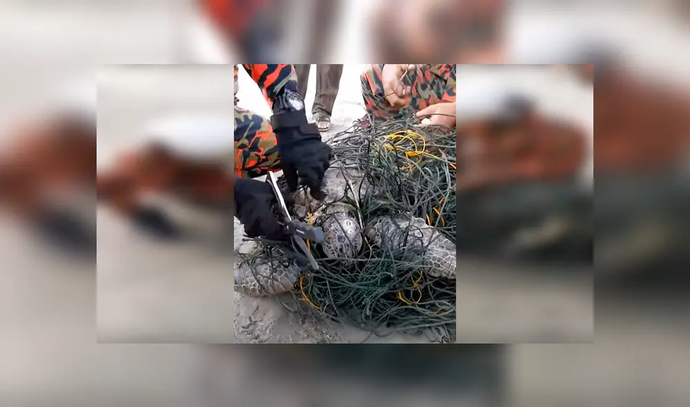 Encuentran tortuga moribunda atrapada en cables tóxicos, la liberan y sucede algo increíble [VIDEO] 