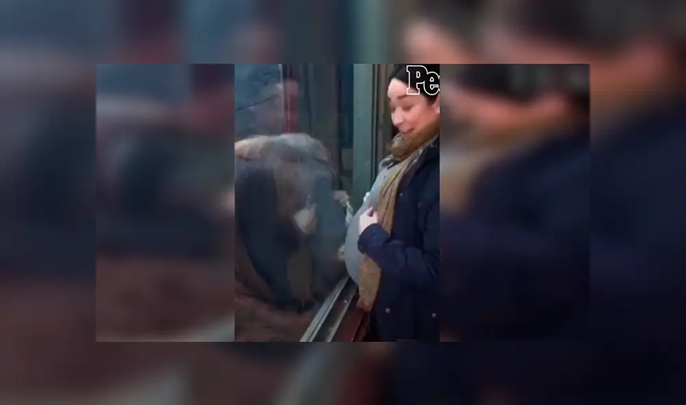 En Facebook, un orangután se emocionó al percatarse de la presencia de una embarazada en su recinto.
