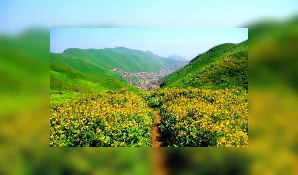 Lomas de Lachay: conoce el increíble “Oasis de Neblinas” a dos horas de Lima