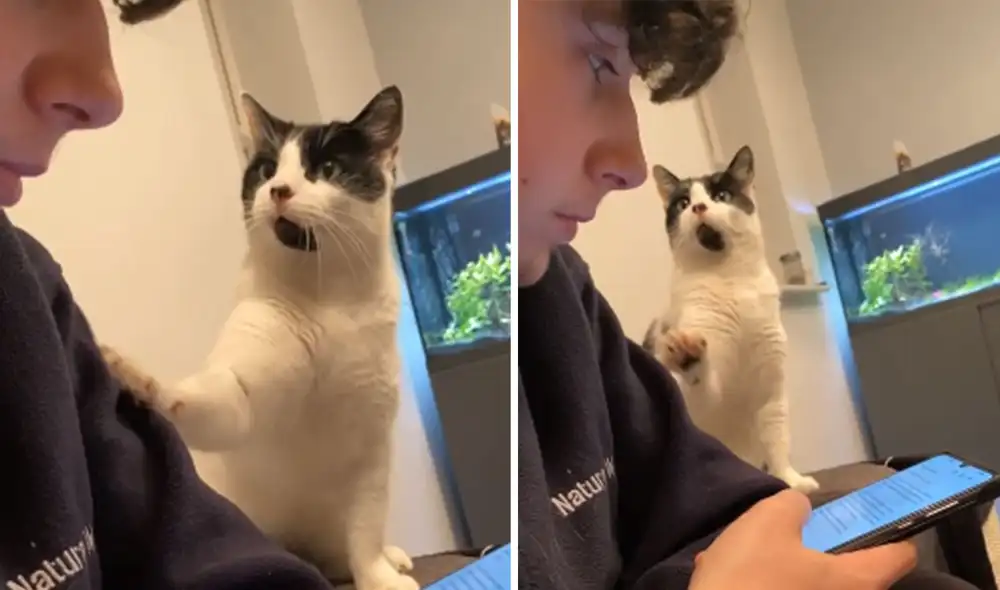 Desliza las imágenes para ver más detalles sobre esta graciosa escena que es viral en redes sociales. Foto: captura de YouTube Desliza las imágenes para ver más detalles sobre esta graciosa escena que es viral en redes sociales. Foto: captura de YouTube