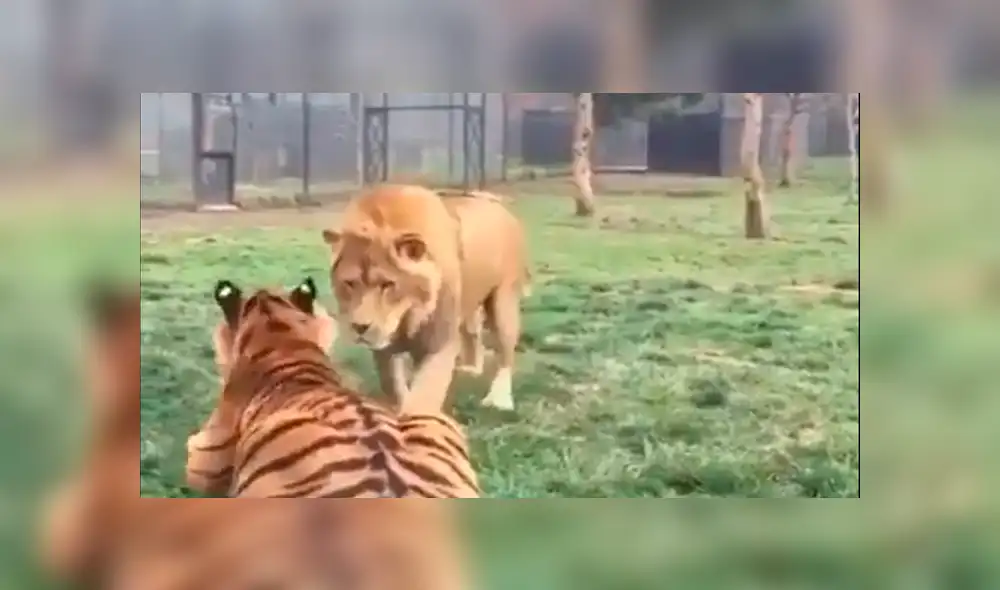 YouTube viral: así reaccionó un tigre cuando un enorme león arruinó su descanso [VIDEO]