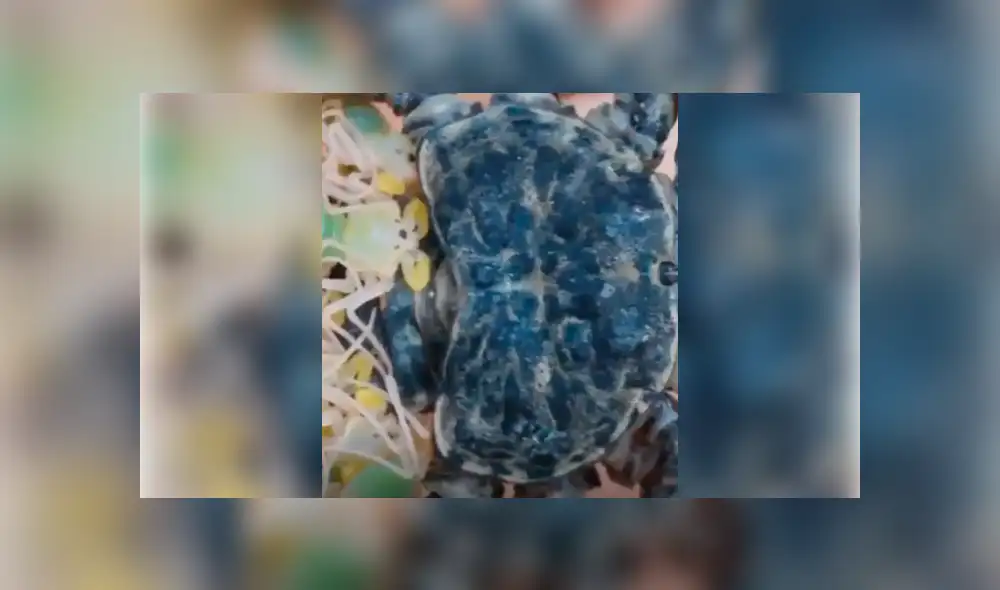 Facebook viral: graban a enorme tarántula llevando a sus cientos de crías a su nido [VIDEO]